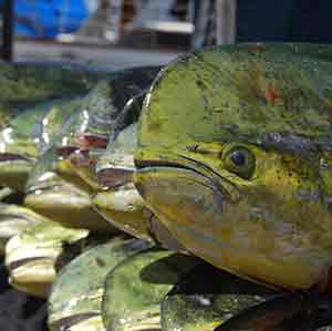 Fishing in Hawaii, Oahu Fishing, Fishing Haleiwa, Deep Sea Fishing Oahu, on the Grand Slam Sportfishing Fishing in Hawaii, Oahu Fishing, Fishing Haleiwa, Deep Sea Fishing Oahu, on the Grand Slam Sportfishing