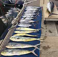 Fishing in Hawaii, Oahu Fishing, Fishing Haleiwa, Deep Sea Fishing Oahu, on the Grand Slam Sportfishing Fishing in Hawaii, Oahu Fishing, Fishing Haleiwa, Deep Sea Fishing Oahu, on the Grand Slam Sportfishing