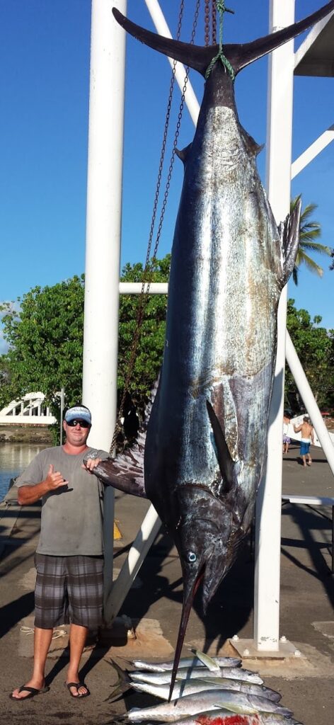Deep Sea Fishing Haleiwa Grand Slam Sportfishing Large Blue Marlin caught on a sport fishing trip.