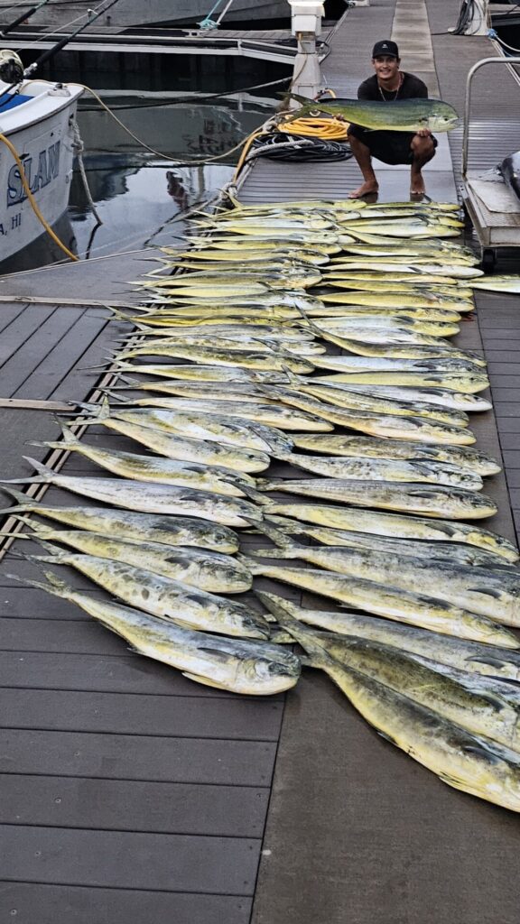 A large number of freshly caught fish laid out on a wooden surface.